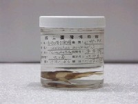 藏品(白吻雙帶立旗鯛)的圖片